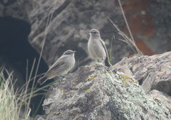 Muscisaxicola cinereus