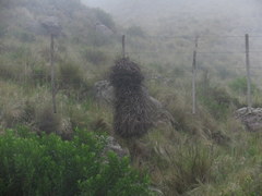 Phacellodomus striaticeps