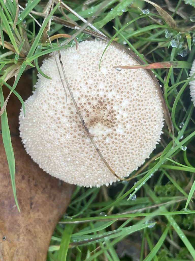 Lycoperdon perlatum · November 2025 · photo: © empressmoth (iNaturalist, cc0)