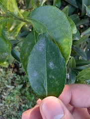 Erysiphe euonymicola