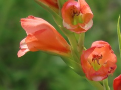Gladiolus densiflorus
