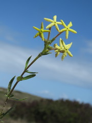 Lyperia lychnidea