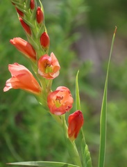 Gladiolus densiflorus