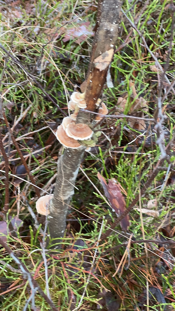 Trametes ochracea · November 2025 · photo: © sudenkorentoko (iNaturalist, cc0)