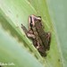 Nyctimantis siemersi - Photo (c) Roberto Guller, μερικά δικαιώματα διατηρούνται (CC BY-NC-ND), uploaded by Roberto Guller
