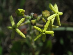 Lyperia lychnidea