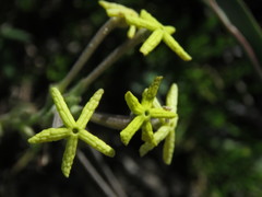 Lyperia lychnidea