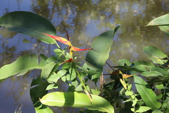 Heliconia latispatha image