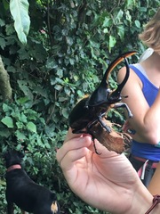 Dynastes septentrionalis