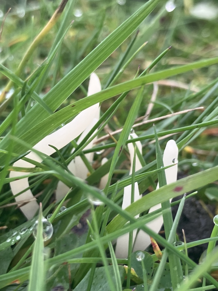 Clavaria fragilis · November 2025 · photo: © empressmoth (iNaturalist, cc0)