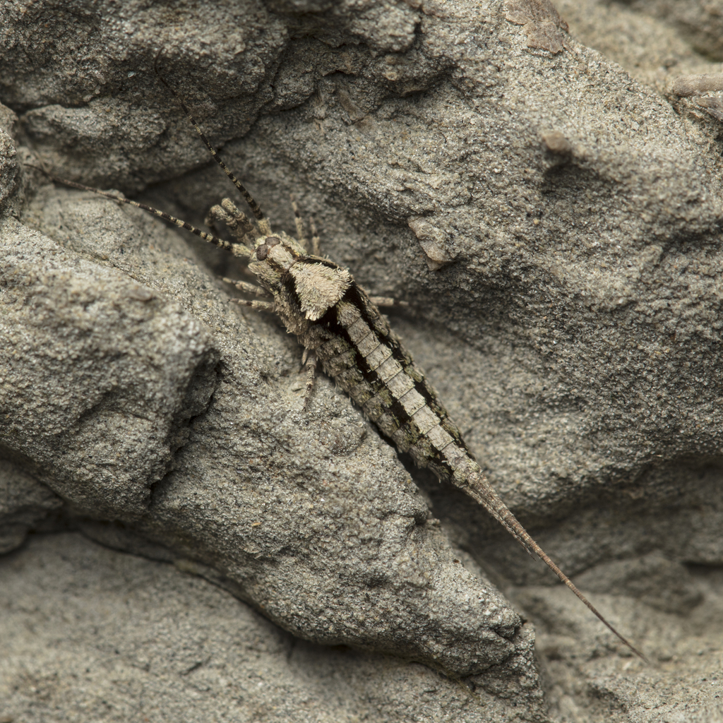 Catamachilis clipeata