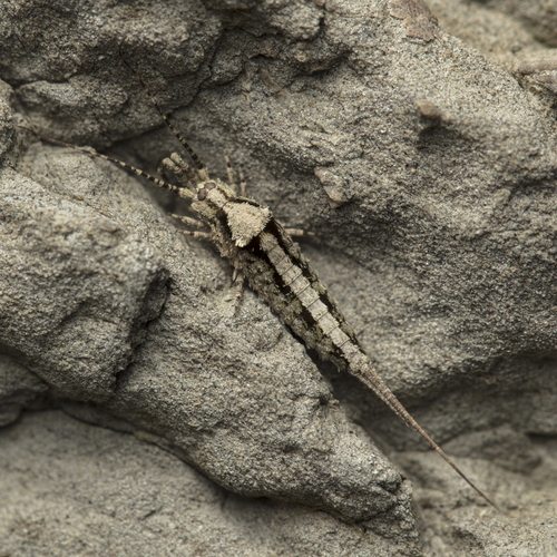 Catamachilis clipeata