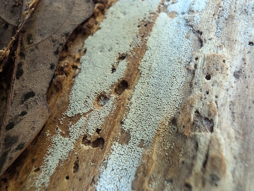 Henningsomyces candidus