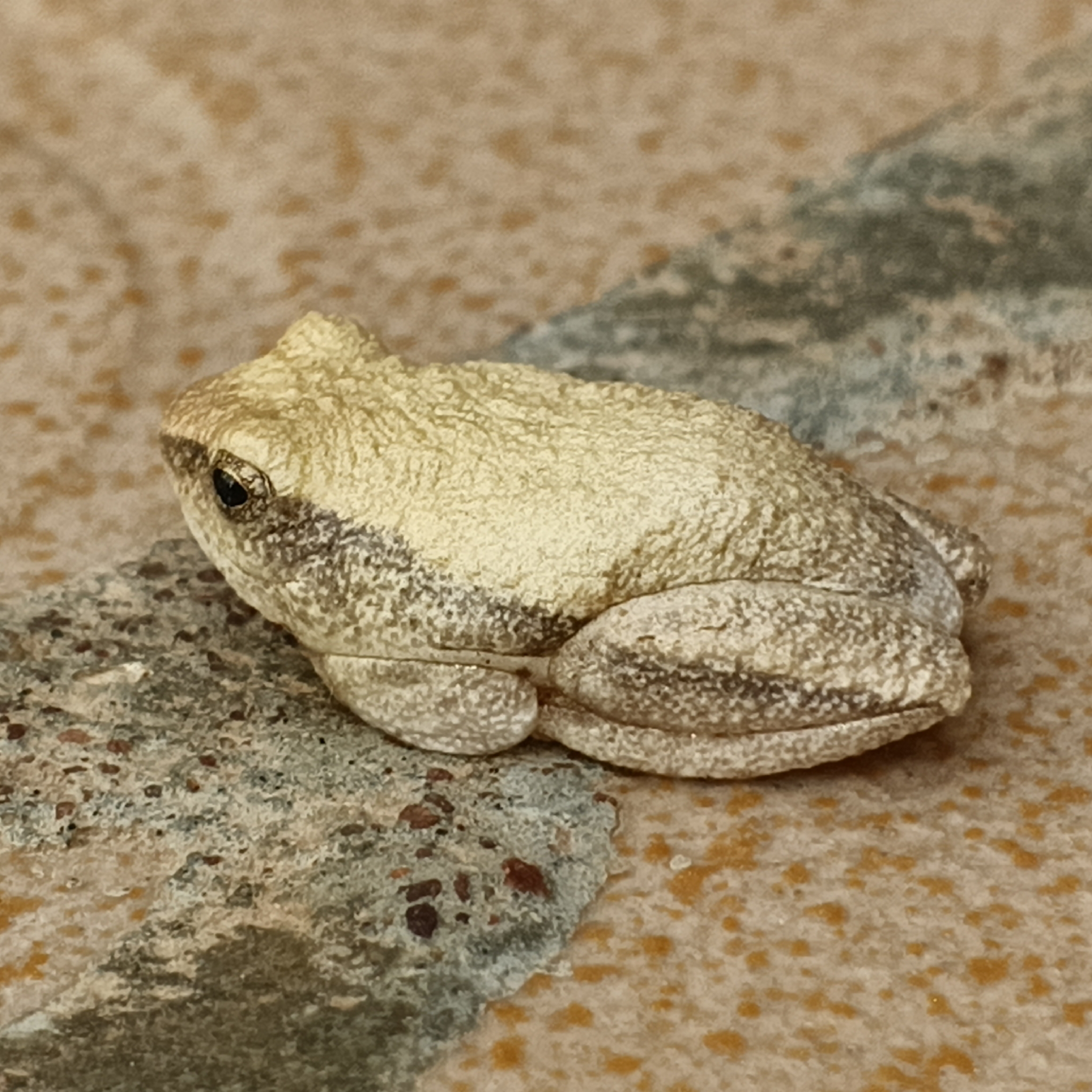 Plain Reed Frog photo 4