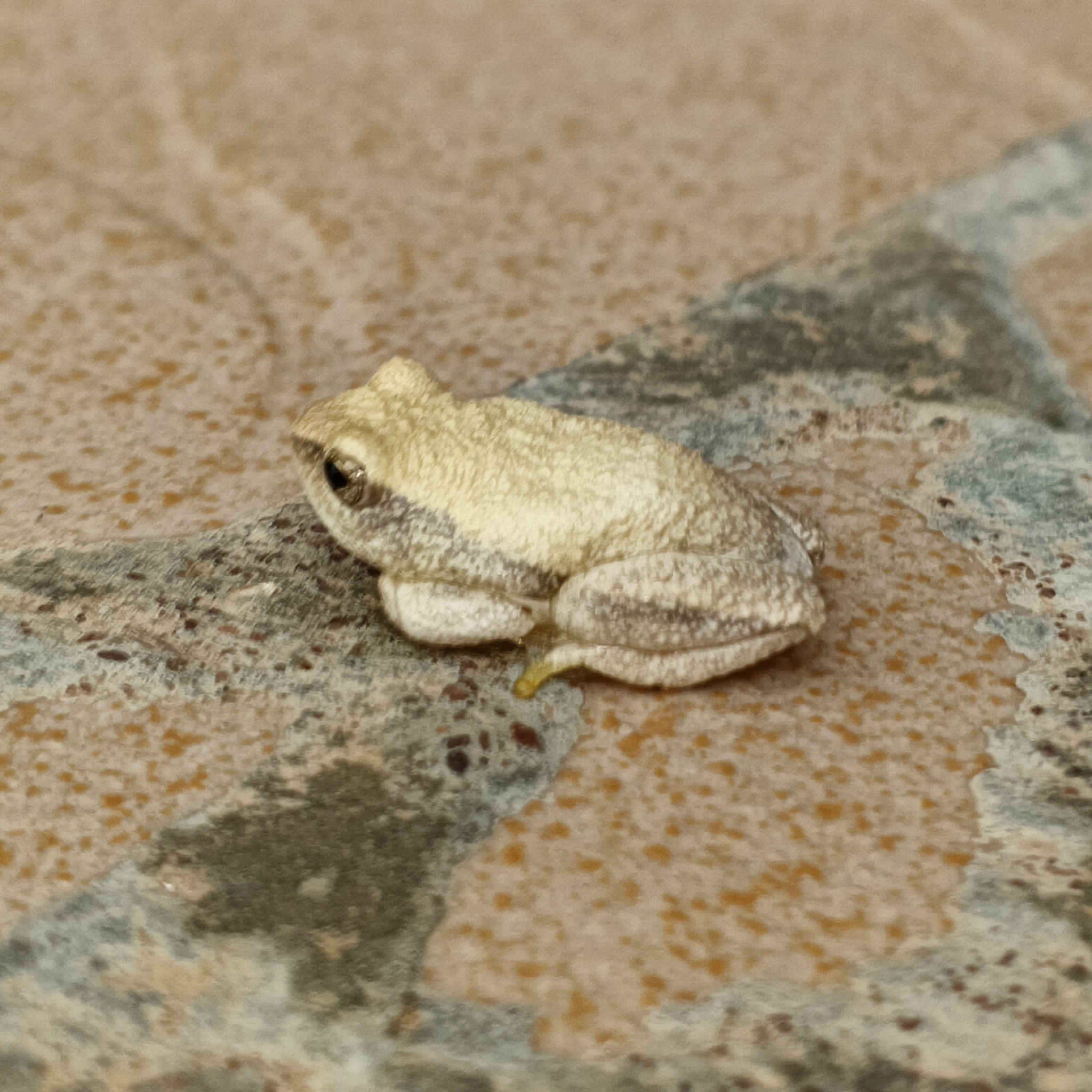 Plain Reed Frog photo 5