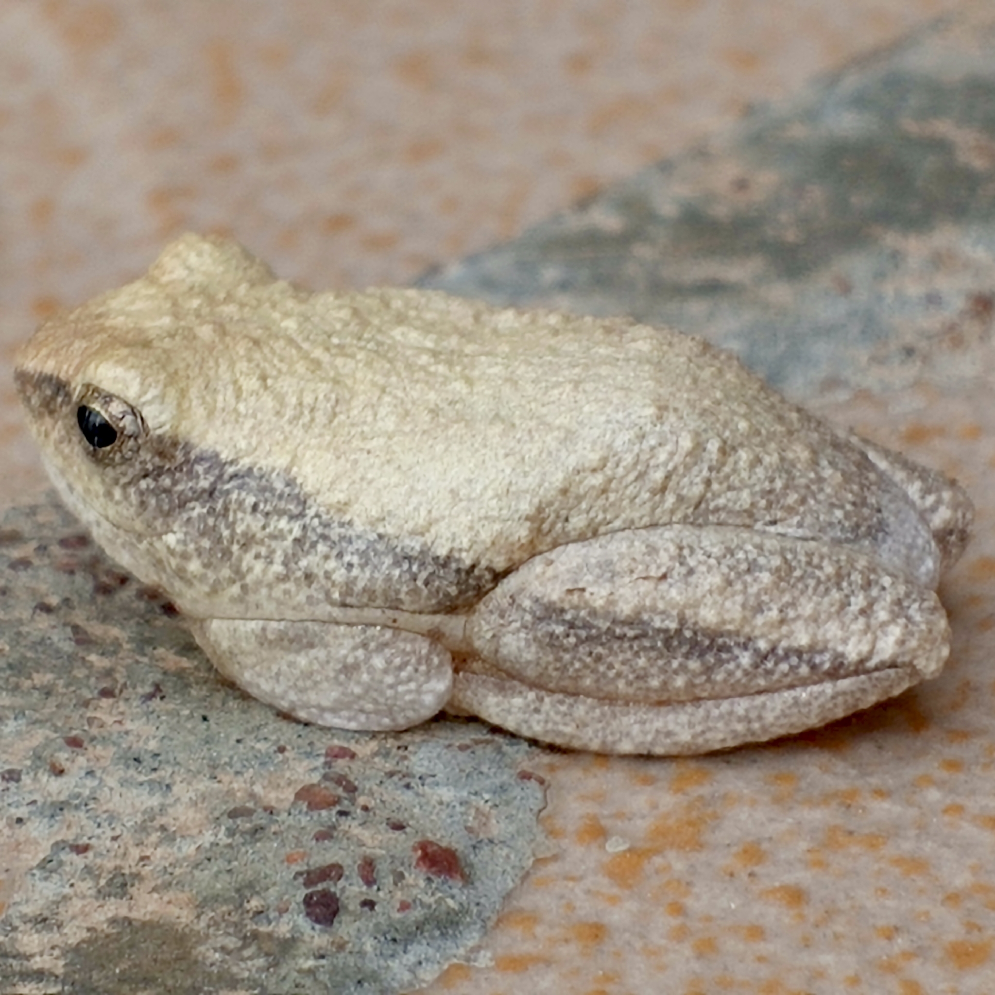 Plain Reed Frog photo 6