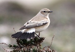 Desert Wheatear photo 1
