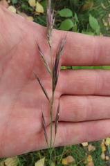 Oriental Fescue (Festuca orientalis)