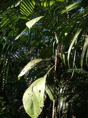 Myriocarpa longipes
