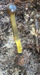 Elaphomyces muricatus