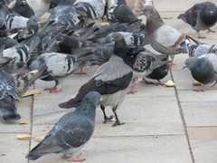 Corvus cornix