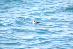 Puffinus lherminieri