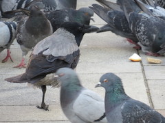 Corvus cornix