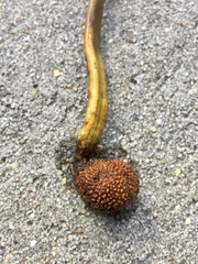 Elaphomyces muricatus