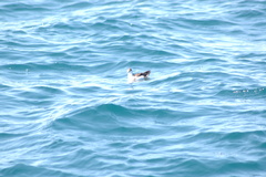 Puffinus lherminieri