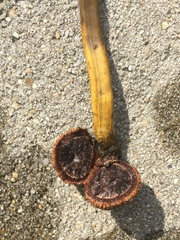 Elaphomyces muricatus