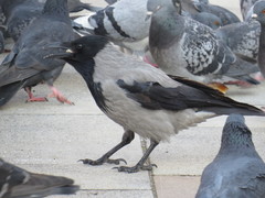Corvus cornix