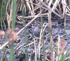 Rallus semiplumbeus