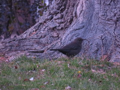Turdus merula