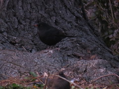 Turdus merula