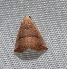 Eublemma cinnamomea