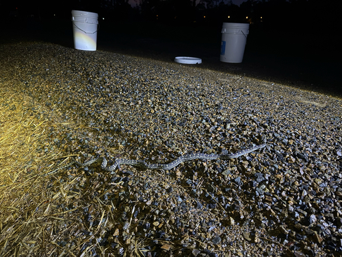 Coastal Carpet Python sighting