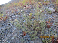 Tanacetum leptophyllum