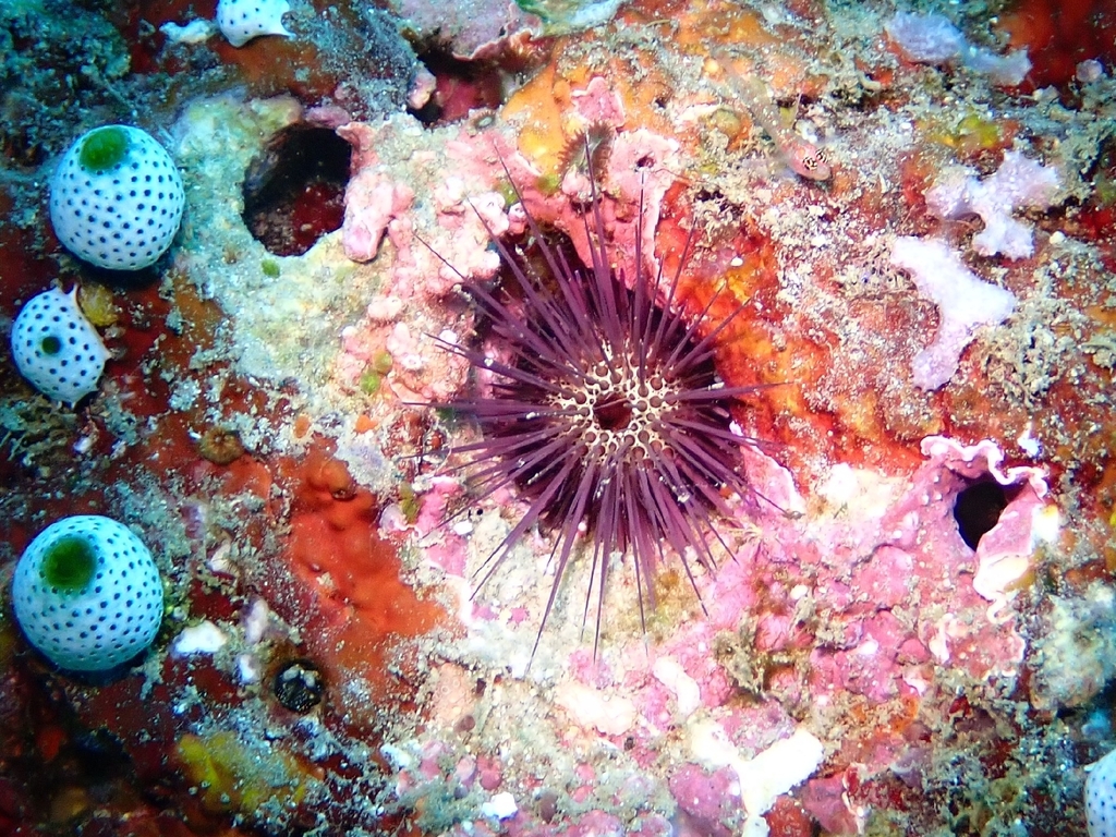 Echinostrephus aciculatus