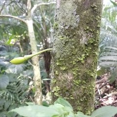 Amphitecna tuxtlensis