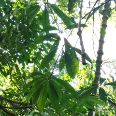 Amphitecna tuxtlensis