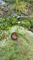 Powelliphanta