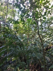 Amphitecna tuxtlensis