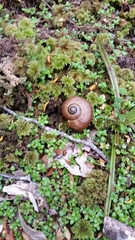 Powelliphanta