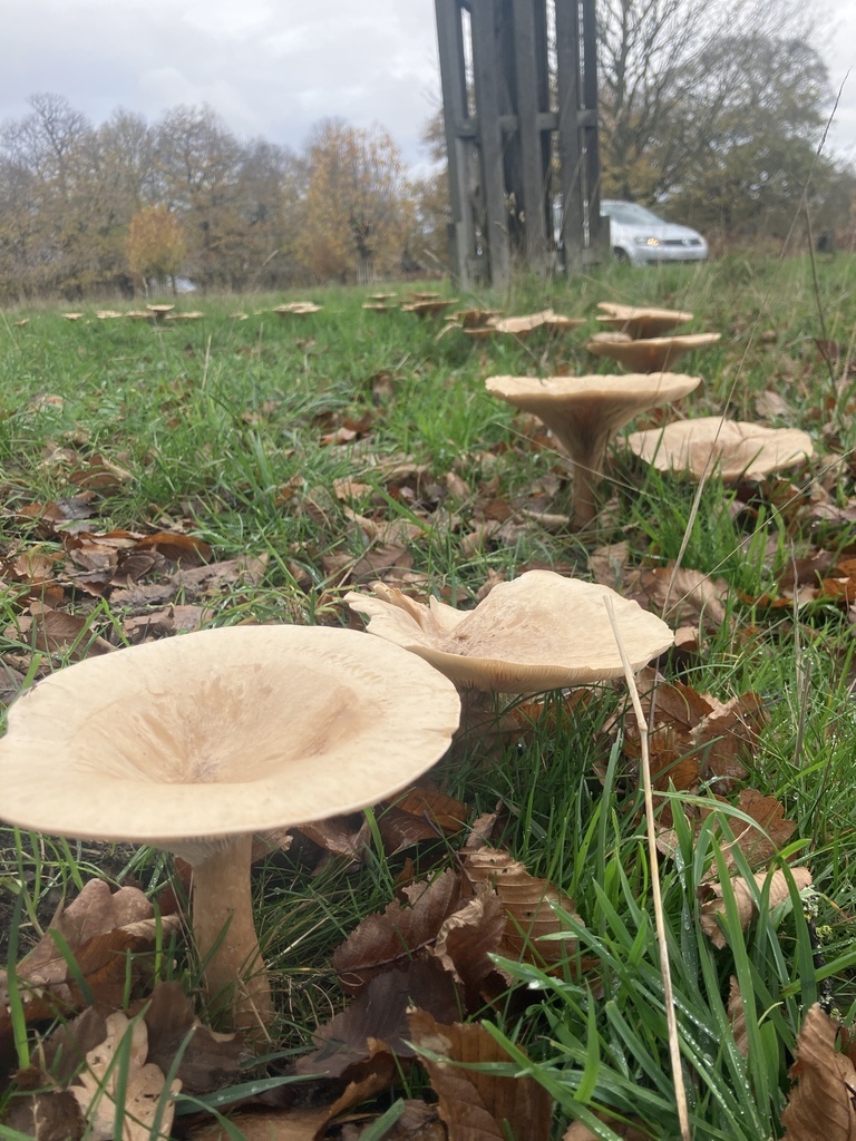 Infundibulicybe geotropa · November 2025 · photo: © empressmoth (iNaturalist, cc0)