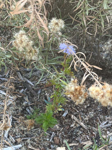Palmleaf Mistflower (Conoclinium dissectum)