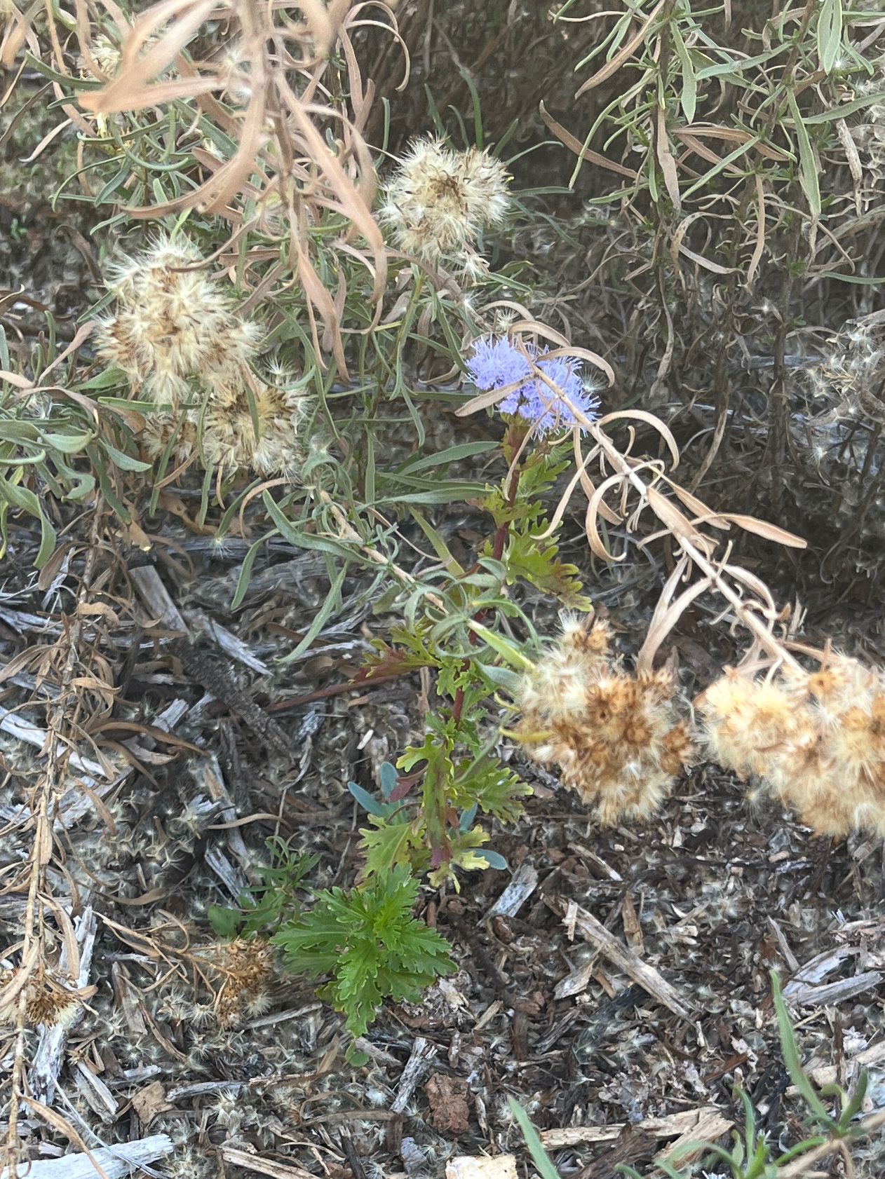 Palmleaf Mistflower (Conoclinium dissectum)