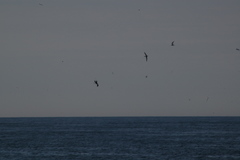 Stercorarius parasiticus