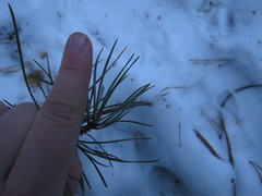 Pinus