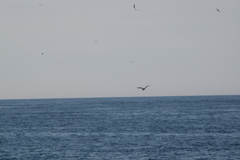 Stercorarius parasiticus