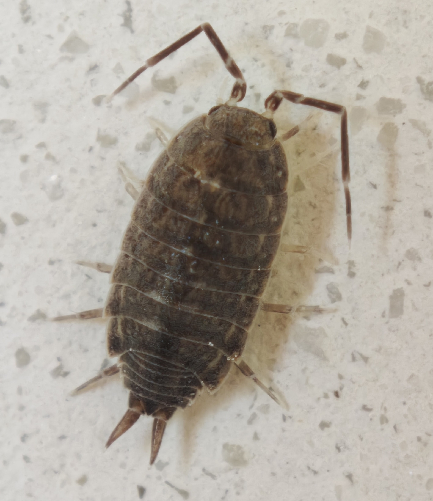 Porcellionides sexfasciatus